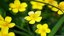 Beautiful Flowers Slideshow