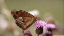 Dragonfly & Butterfly Slideshow