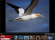 flash photo album template