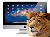 No Lion, But Lion performance