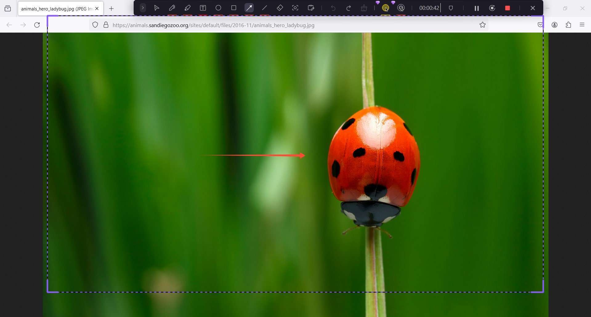 use the screen drawing tool while recording with democreator 