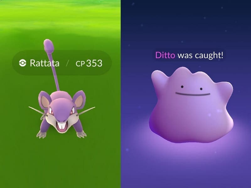 overview of ditto
