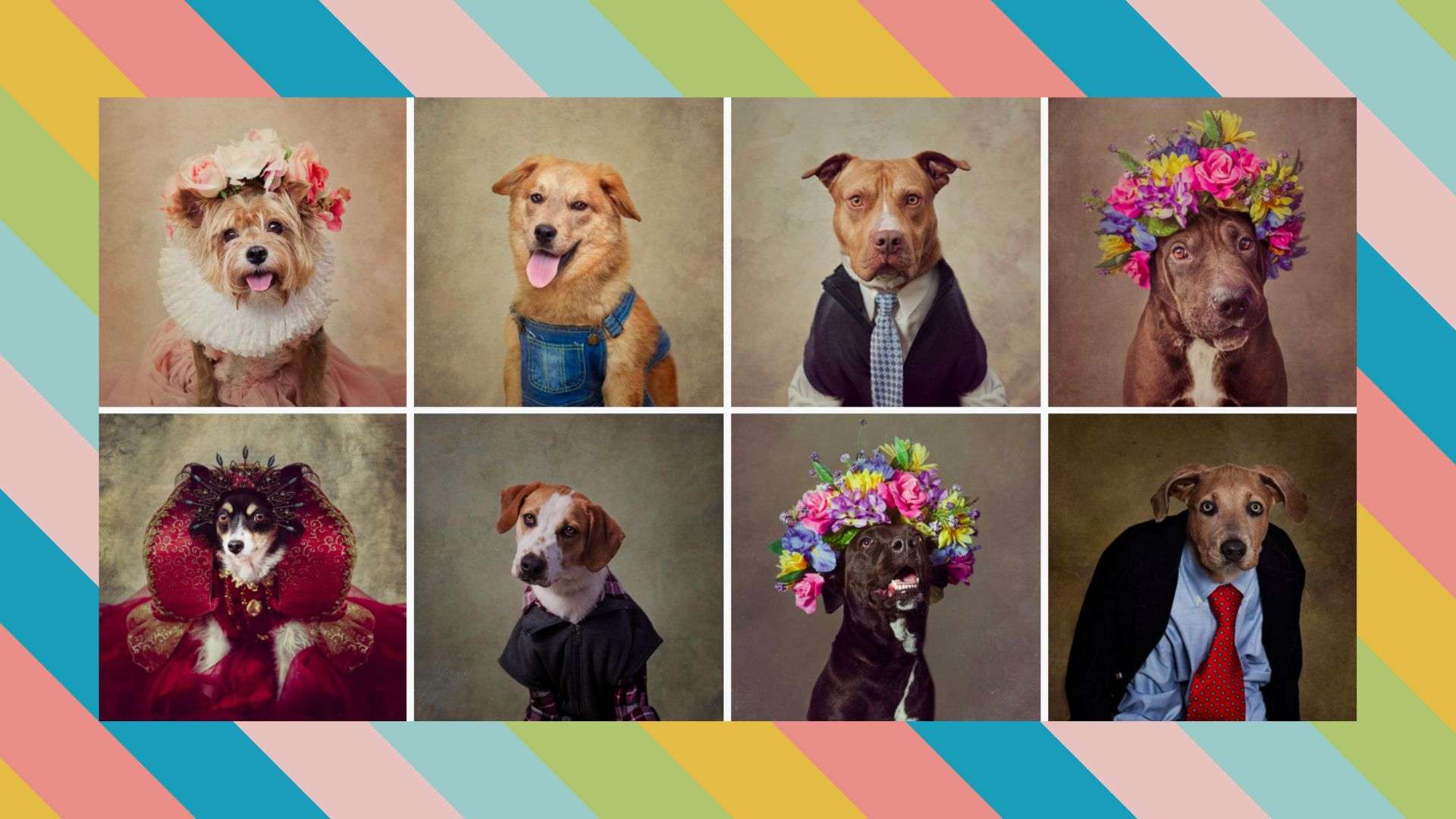 creative ways to photograph a dog