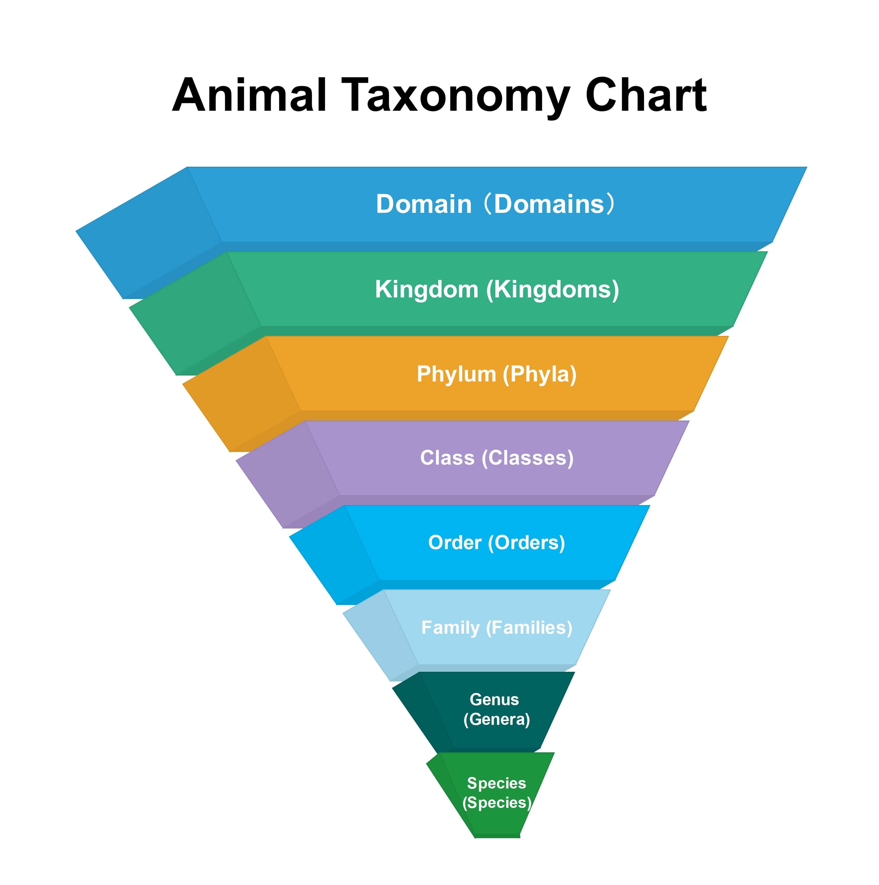 taxonomy template