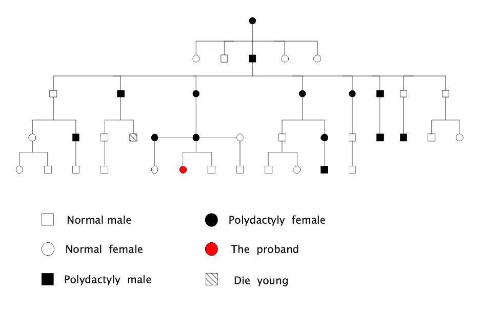 Árbol genealógico de cinco generaciones usando leyendas