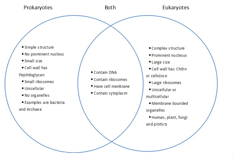 Diagramme de Venn des procaryotes et des eucaryotes