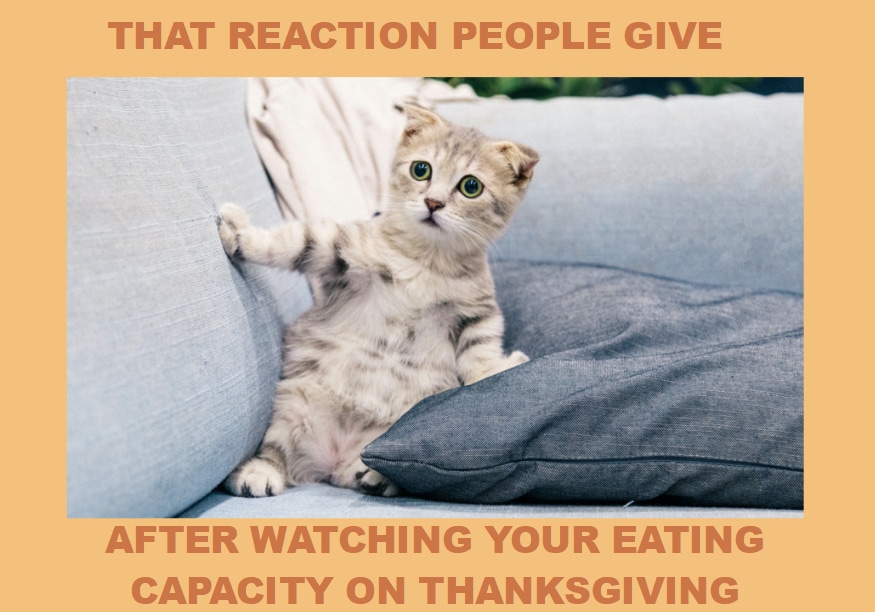 shocked cat thanksgiving quote