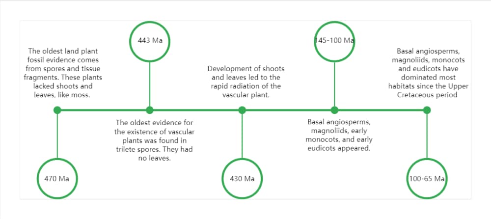 plant-timeline-infographic-template