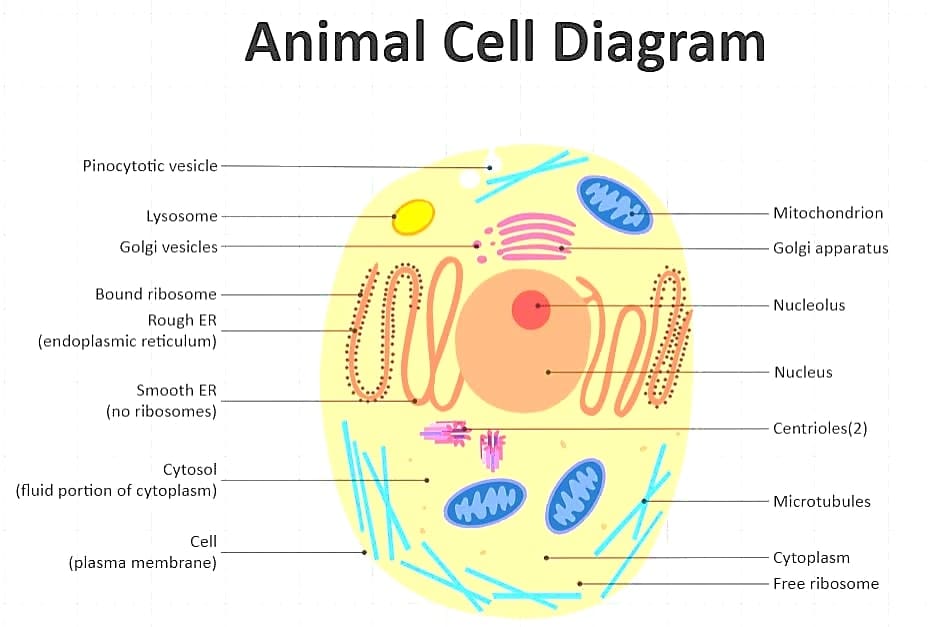animal-cell-organelles-structural-interrelationships