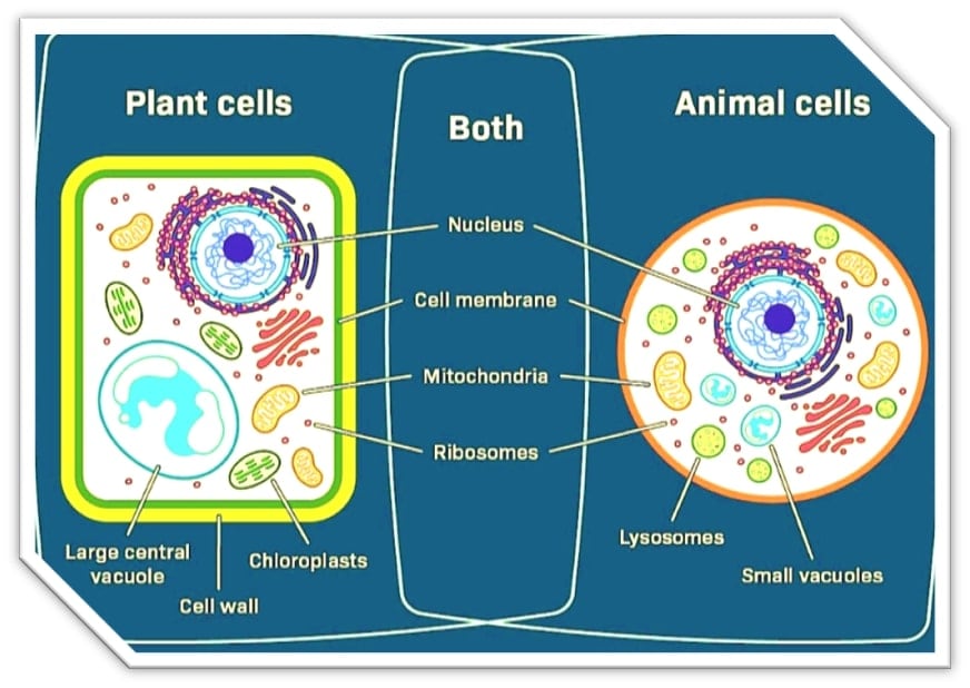 plant-cell-vs-animal-cell-organelle-comparison