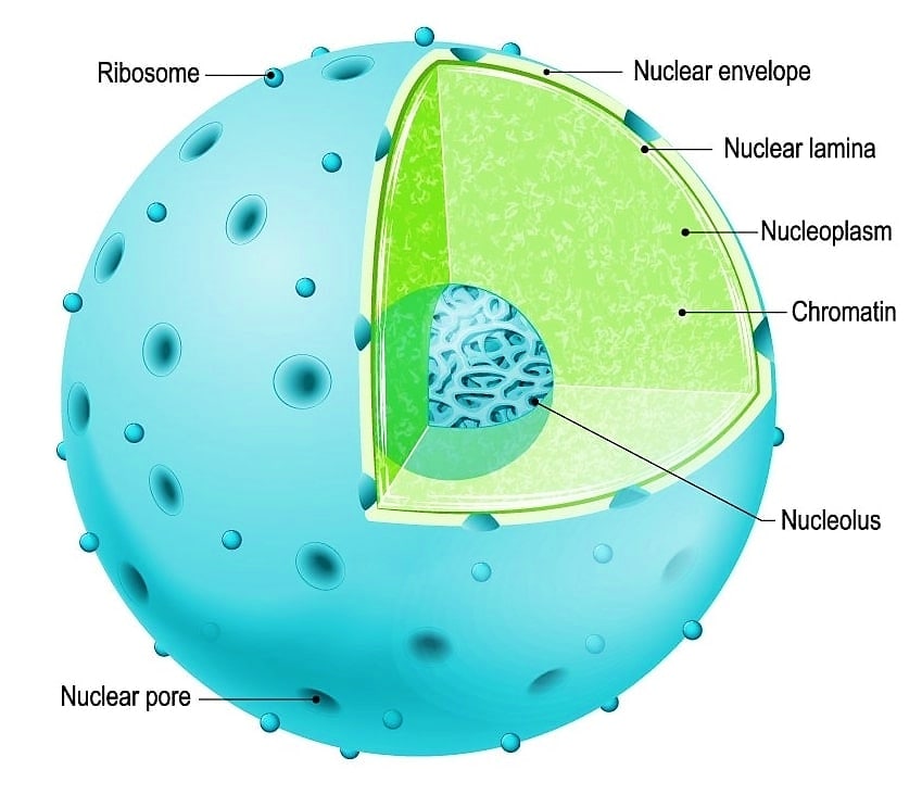 nucleus-structure-labeled-components