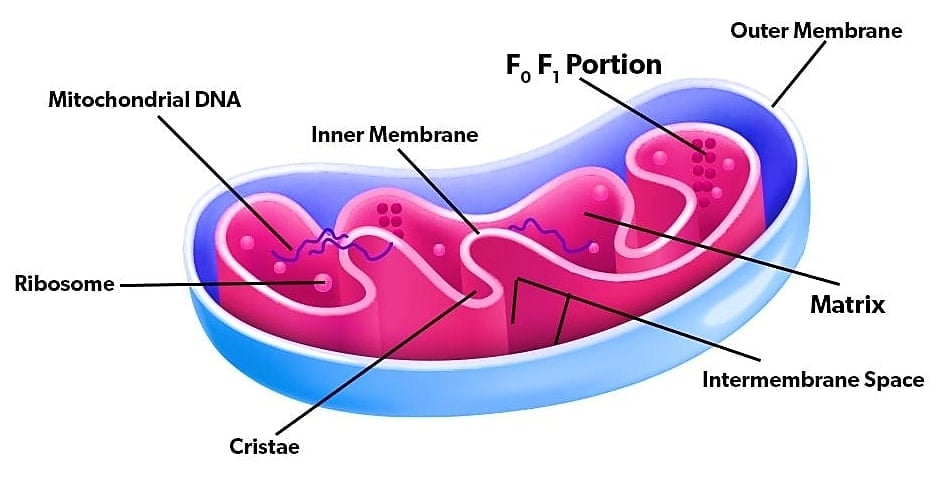 mitochondria-structure-functional-relationships