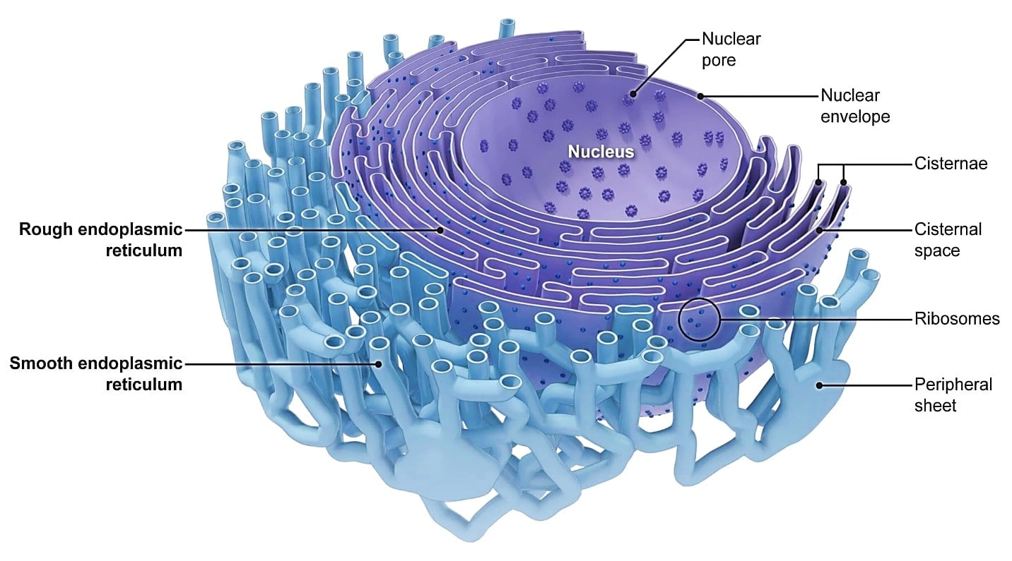 rough-and-smooth-er-structure-labeled-components