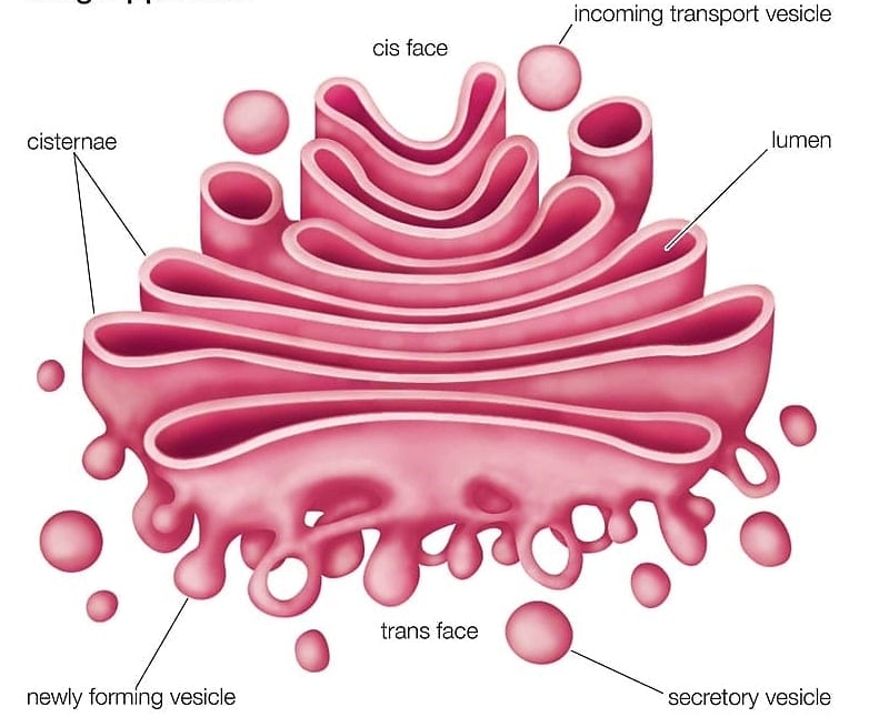golgi-apparatus-structure-component-sites