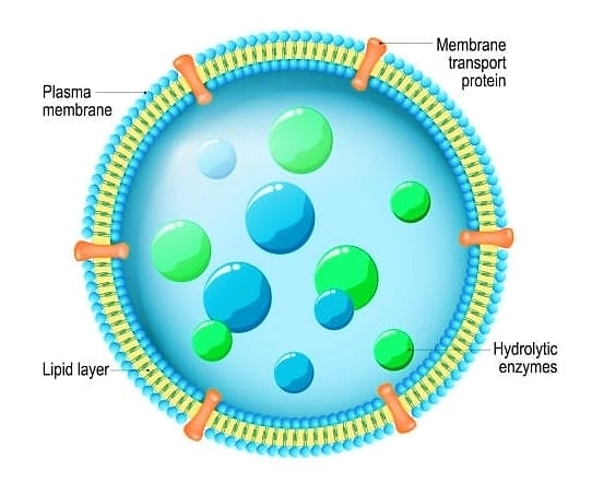 lysosome-structure-digestive-system