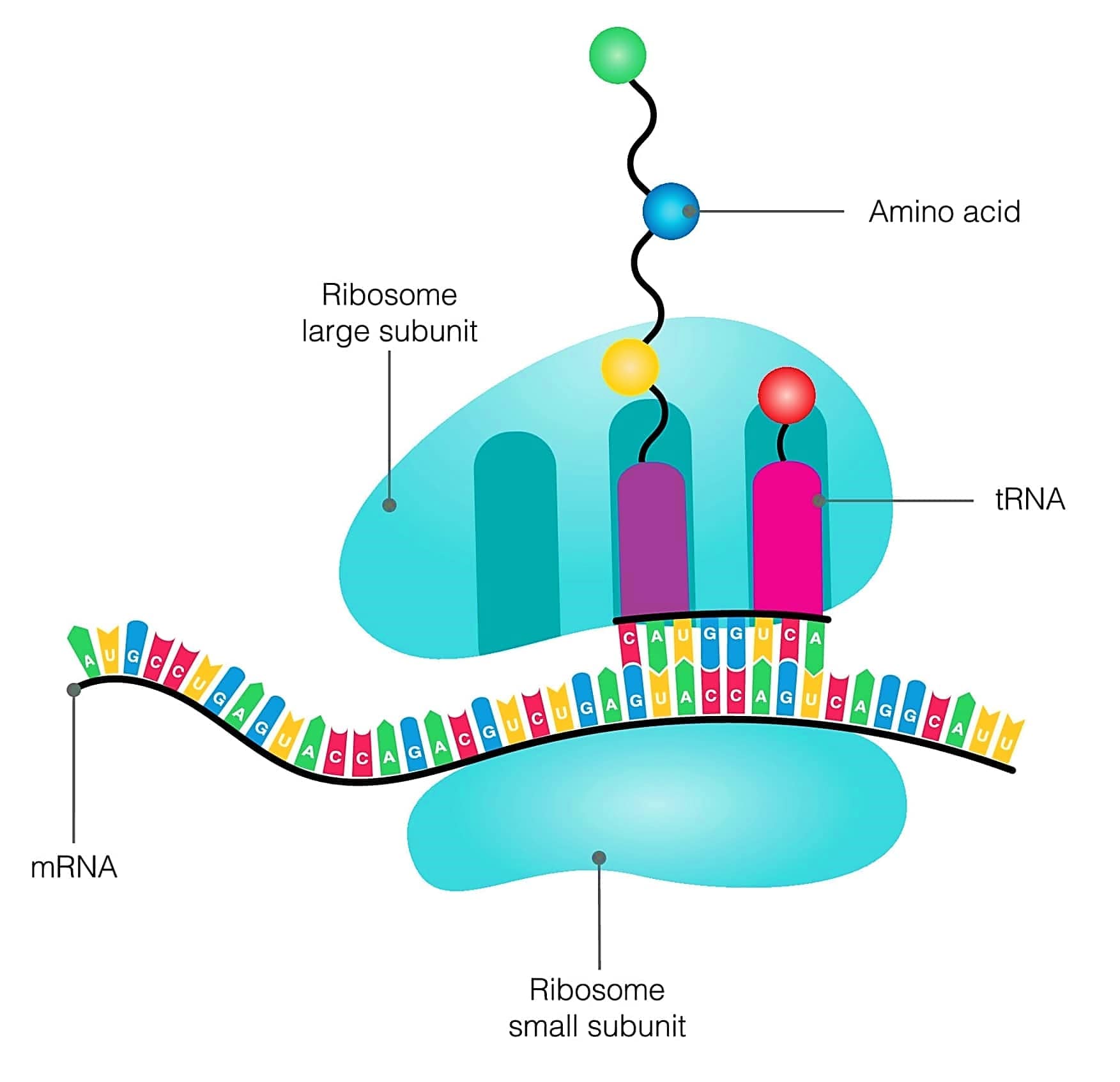 ribosomes-structure-protein-synthesis