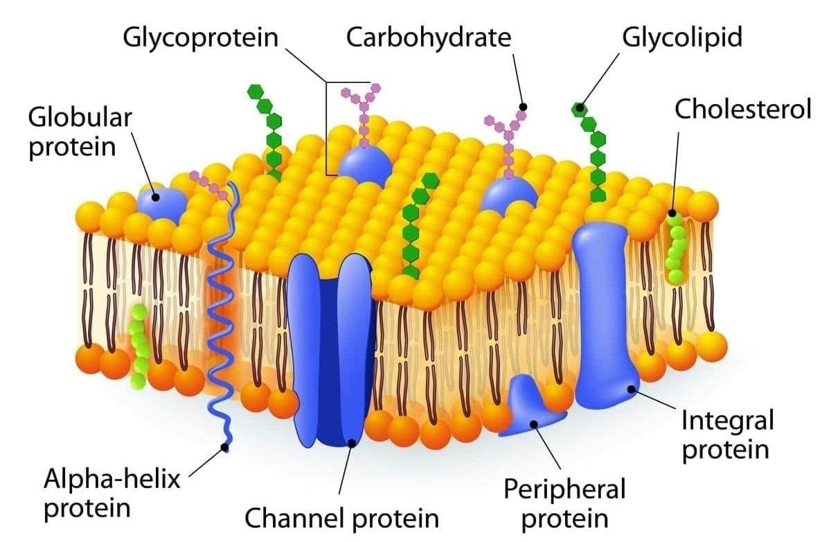 cell-membrane-structure-protective-barrier