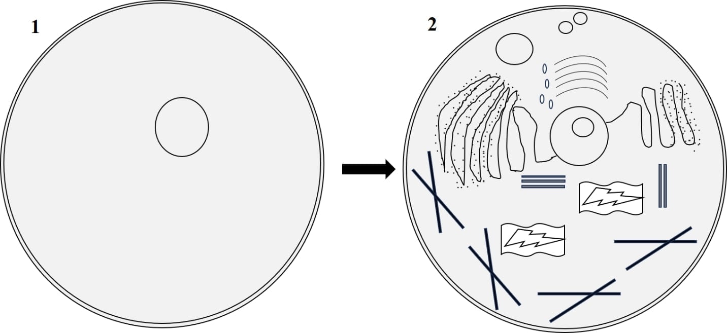 animal-cell-anatomy-drawing-step