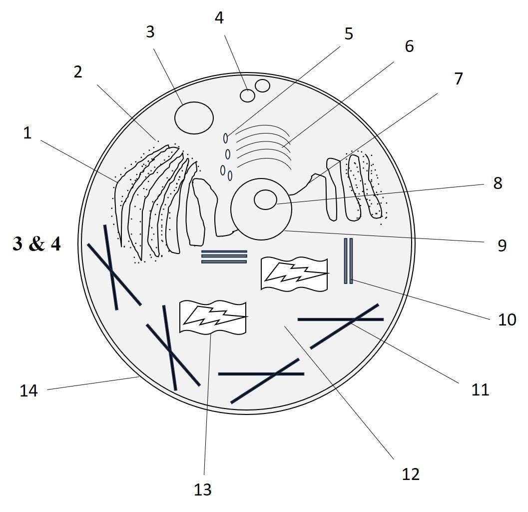 animal-cell-anatomy-labeling-step