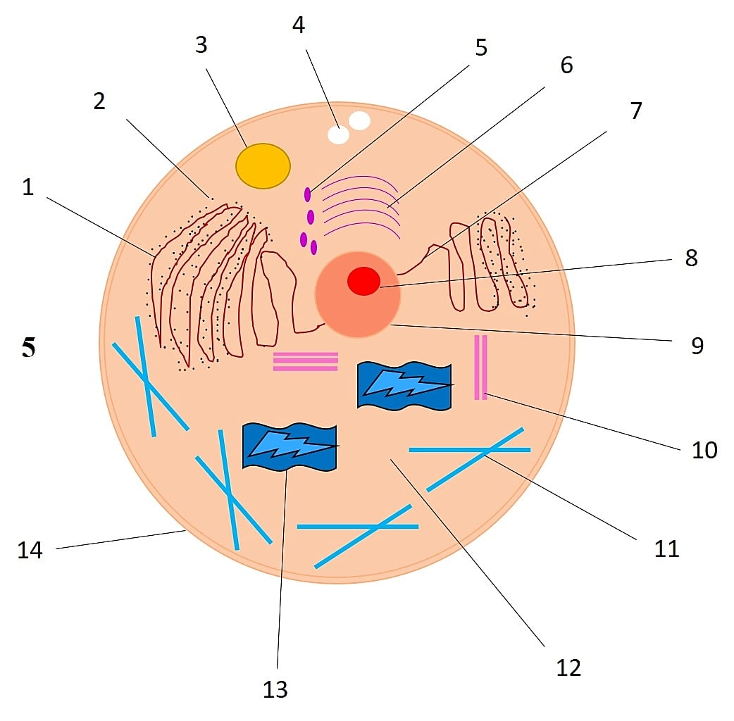 animal-cell-anatomy-coloring-step