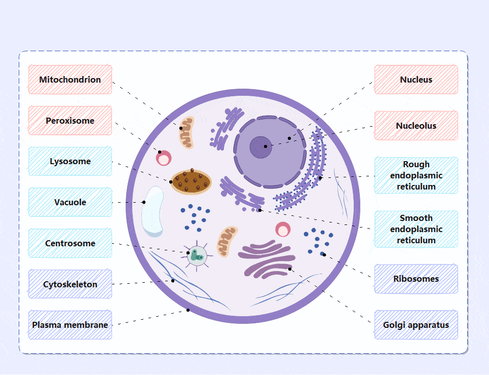 animal-cell-diagram-dynamic-view