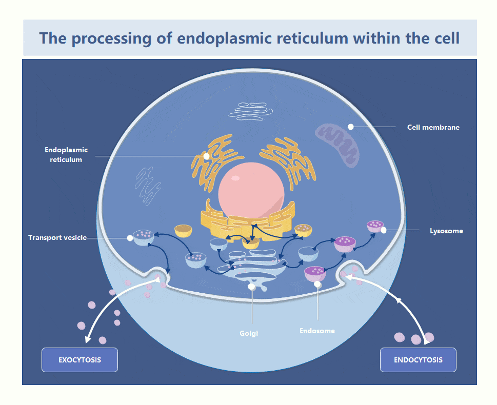 Endomembransystem-Diagramm (GIF)