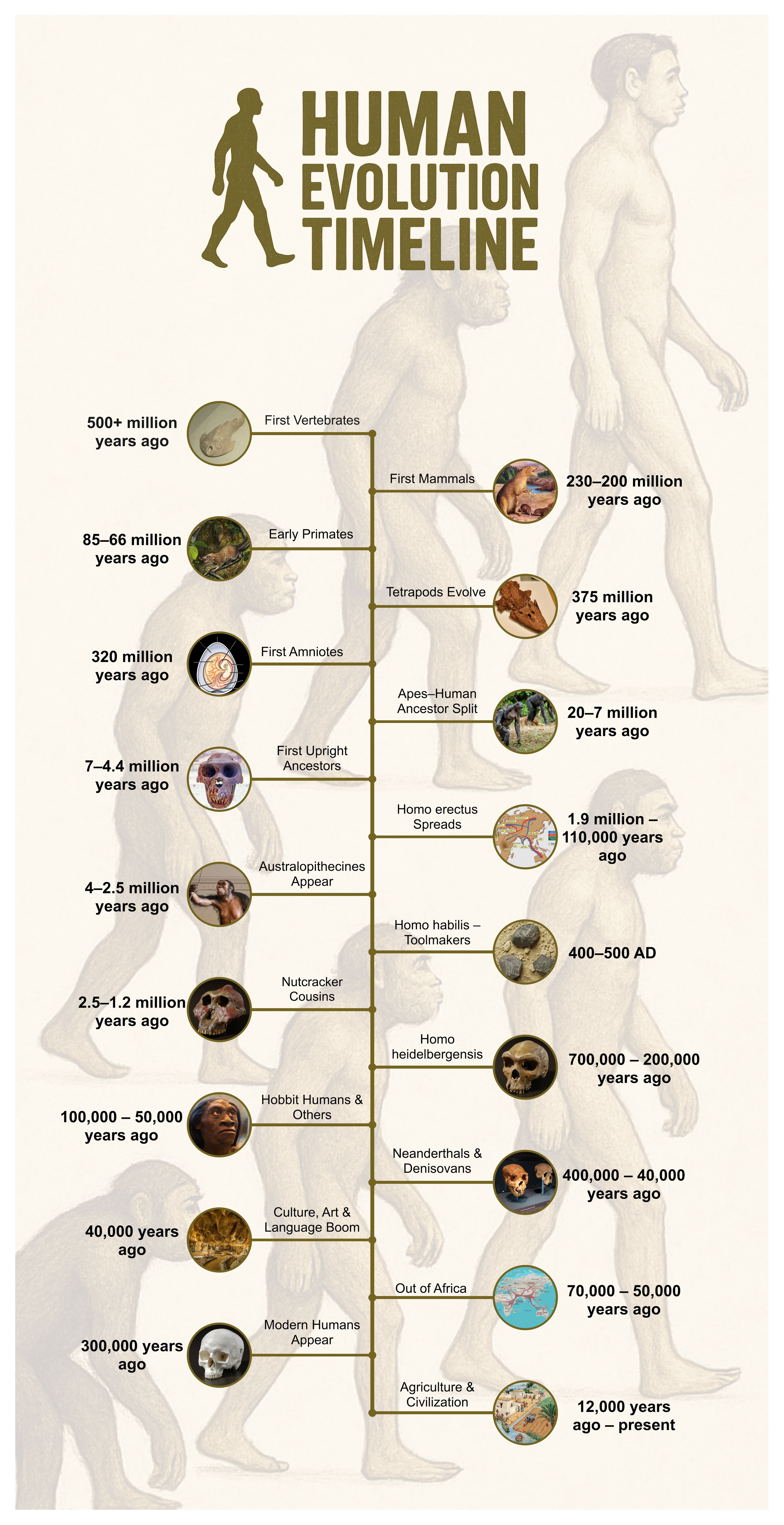 Human Evolution Timeline From Apes To Humans Human Evolution Timeline From Apes To Humans