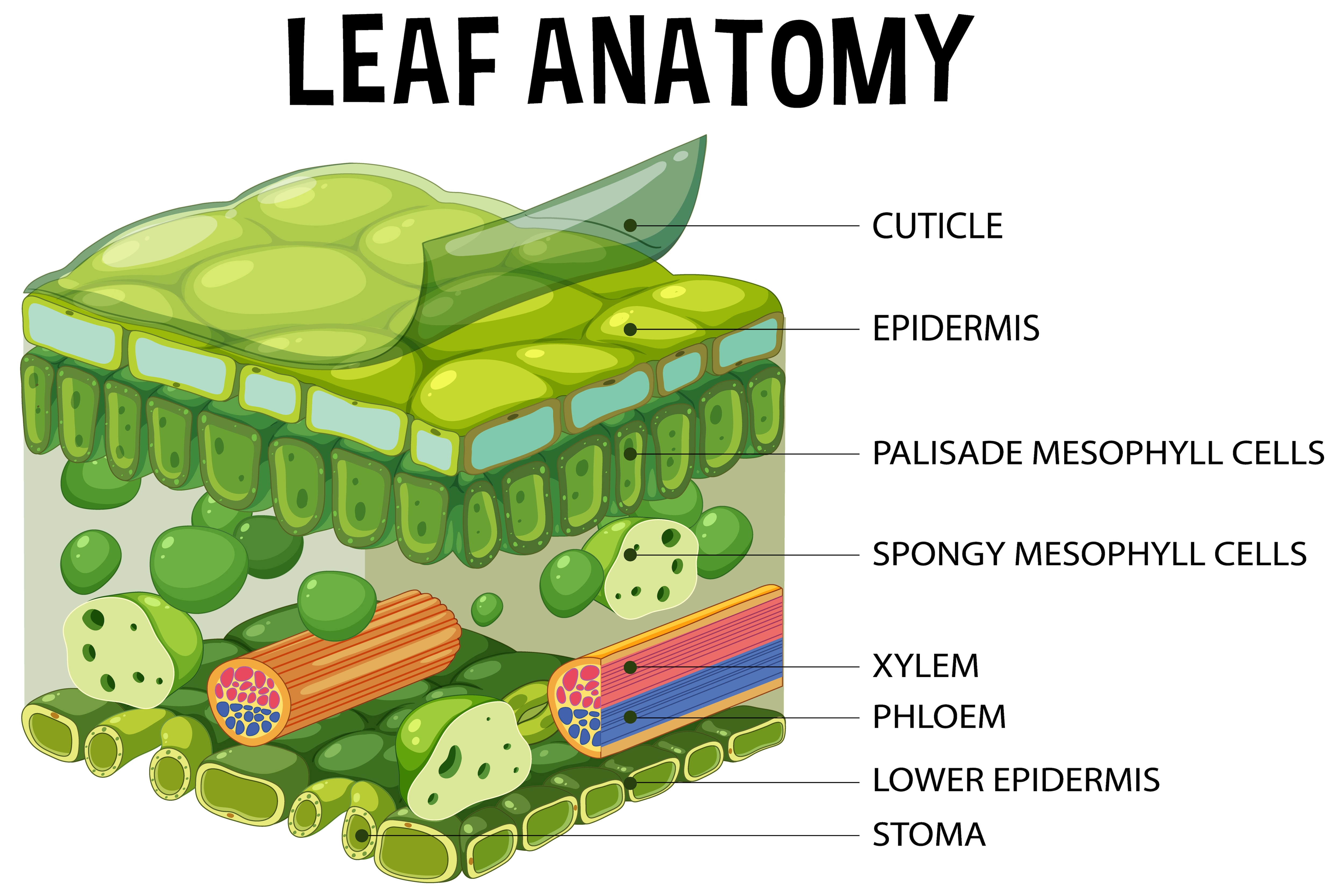 Leaf-Anatomy-illustrating-main-components