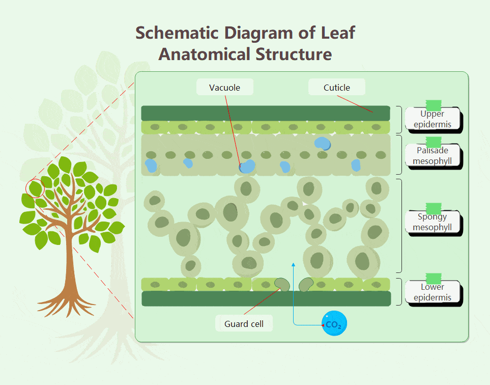 leaf structure diagram animation