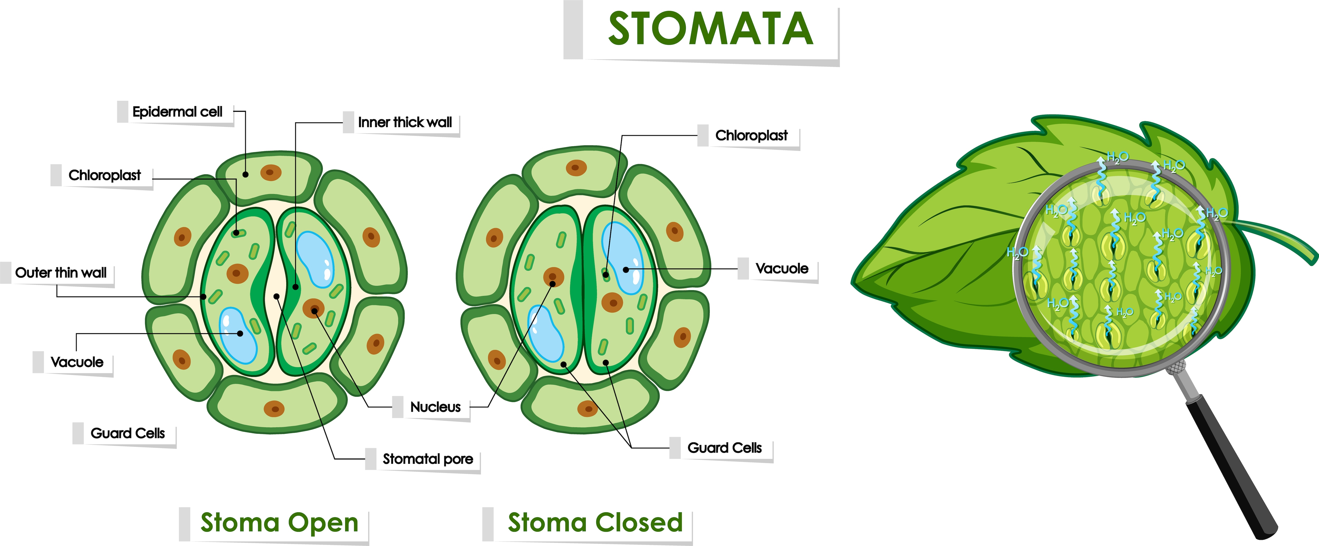 Stomata-Diagram-showing-guard-cells-opening-and-closing