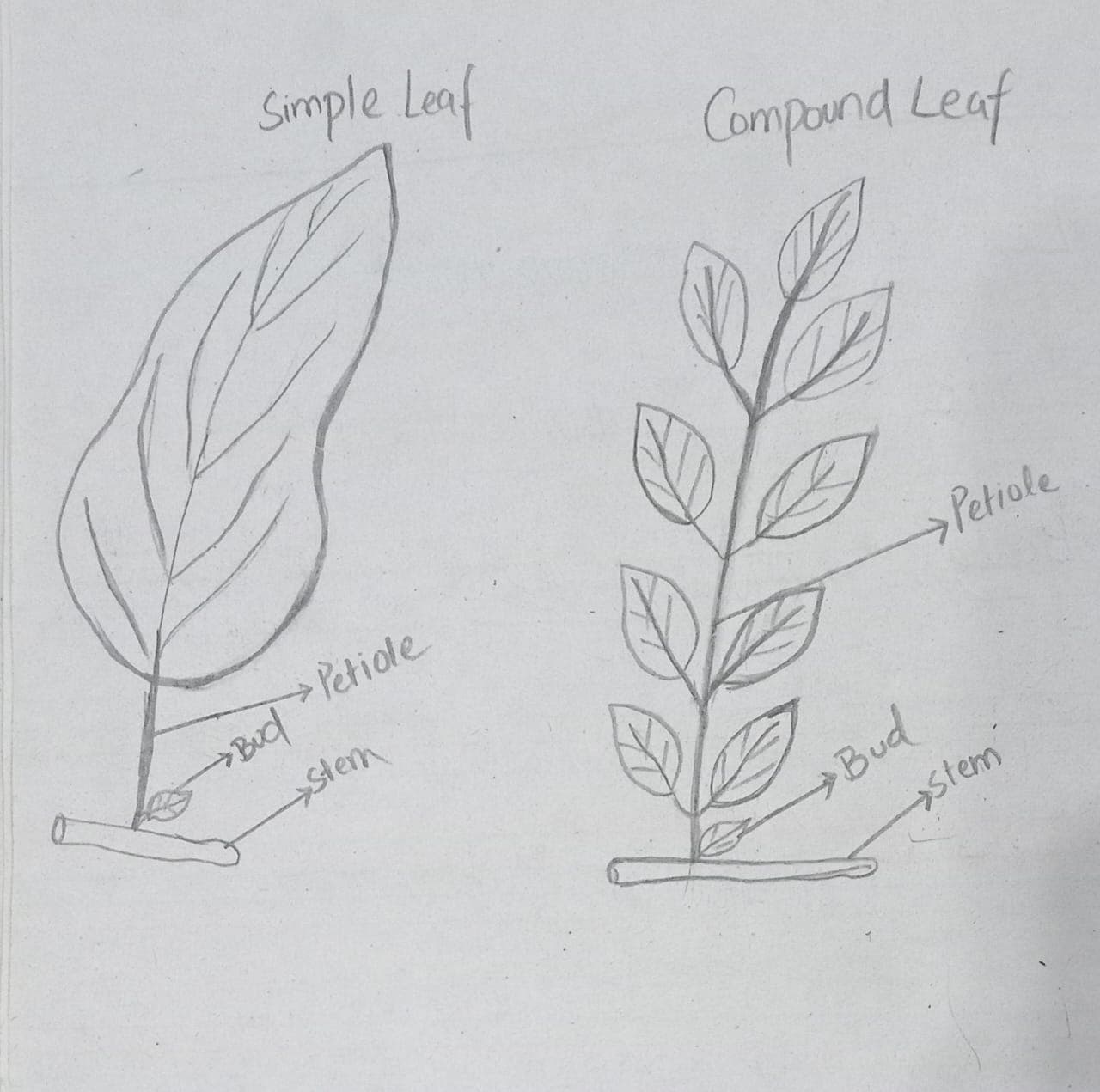 simple-vs-compound-leaves-illustration