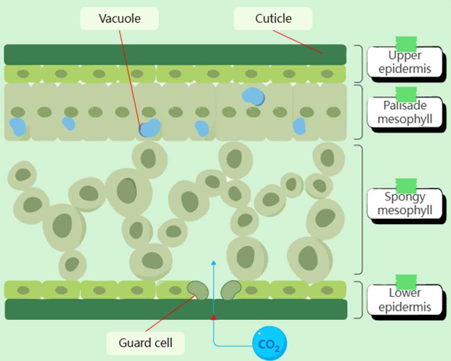 step of making a biology diagram on edrawmax