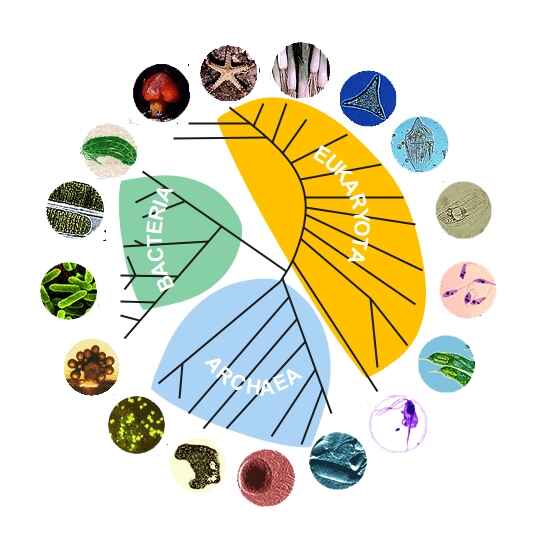 Evolution-phylogenetic-radial-tree-template