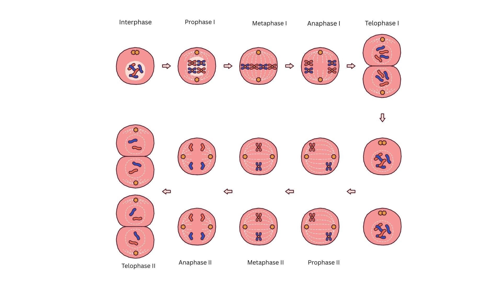 Meiosis-I-Illustration