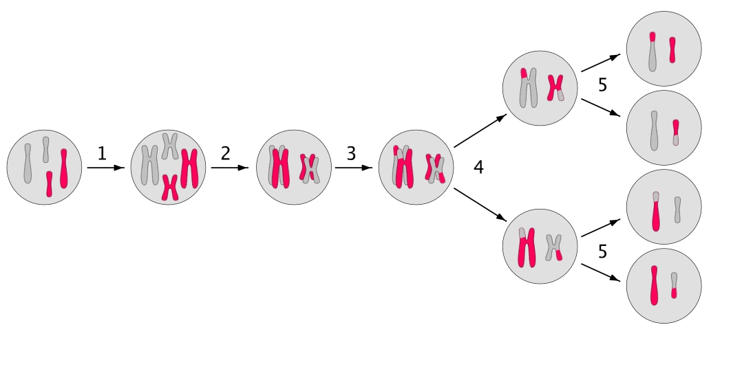 Meiosis-Diagram-Illustration