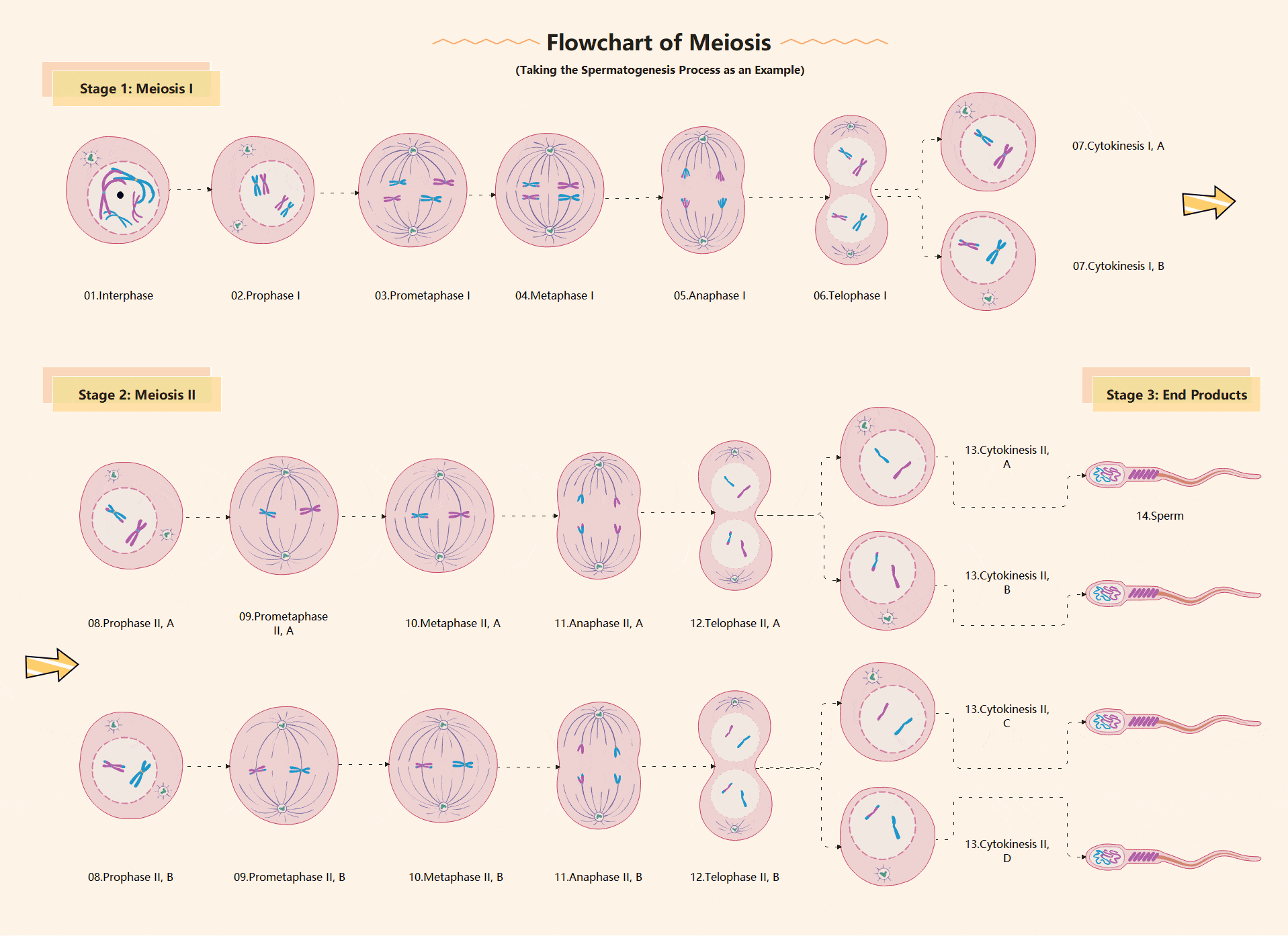 Animal-Cell-Mitosis-Process