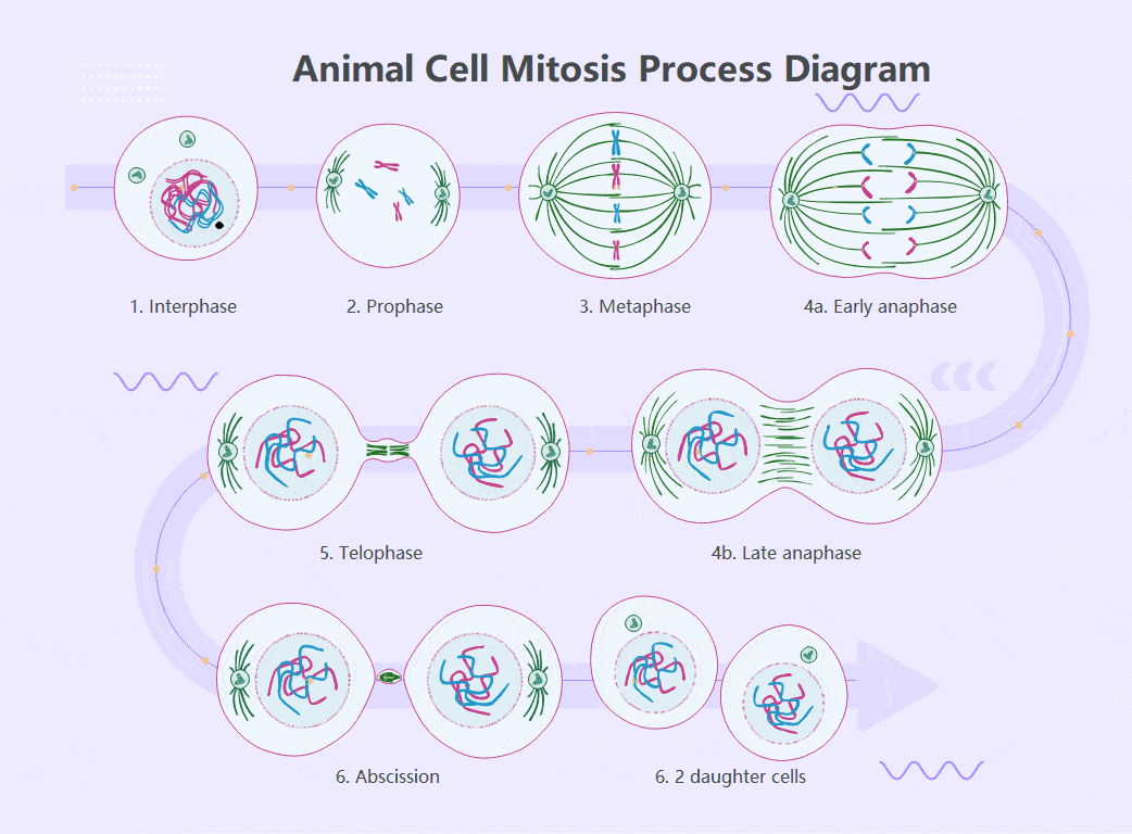 animal-cell-mitosis-dynamic-process