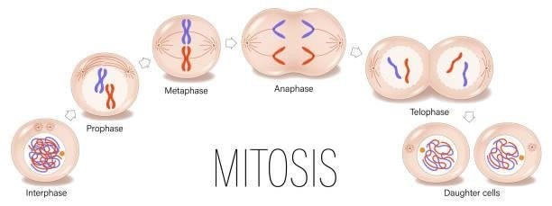 mitosis-diagram-till-daughter-cells