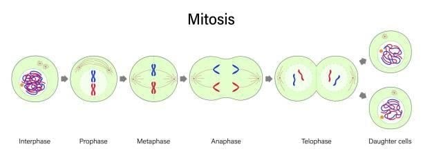 mitosis-cell-diagram