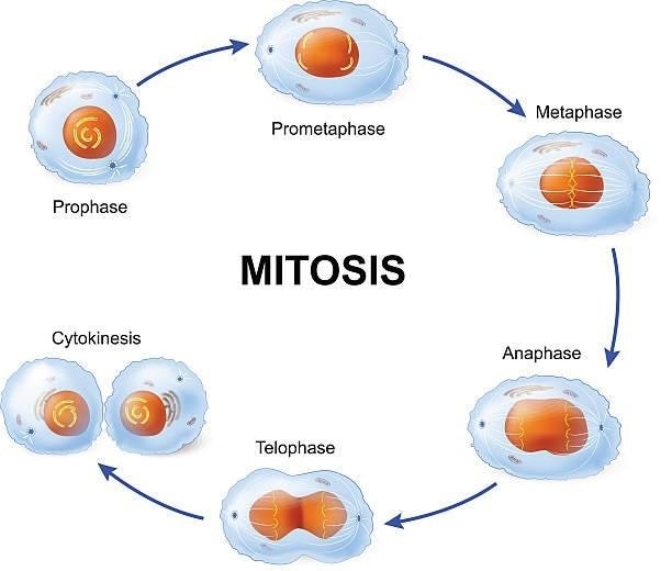 mitosis-cell-phases