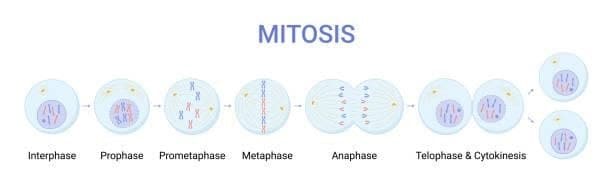 mitosis-cell-diagram-full-phases