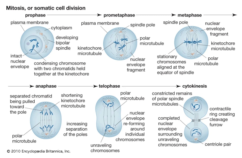 somatic-cell-division
