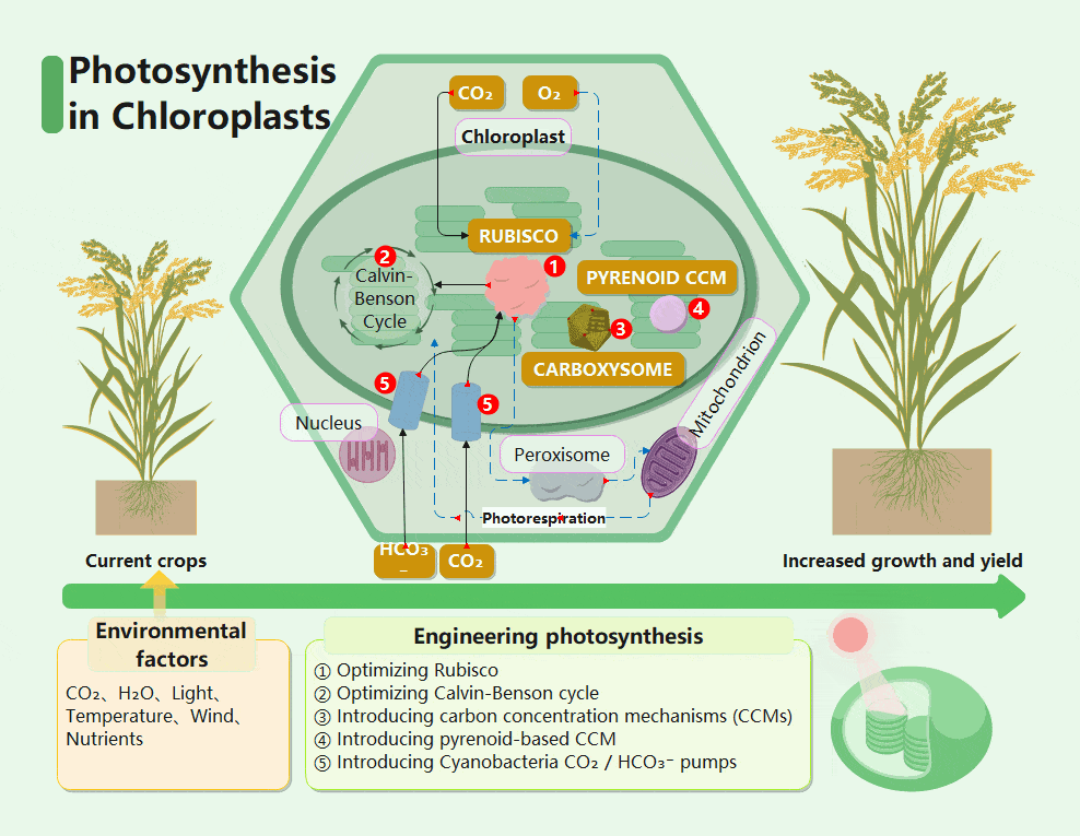 photosynthesis-diagram