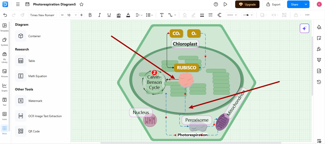 Illustrating-RuBisCO-reactions-in-the-diagram