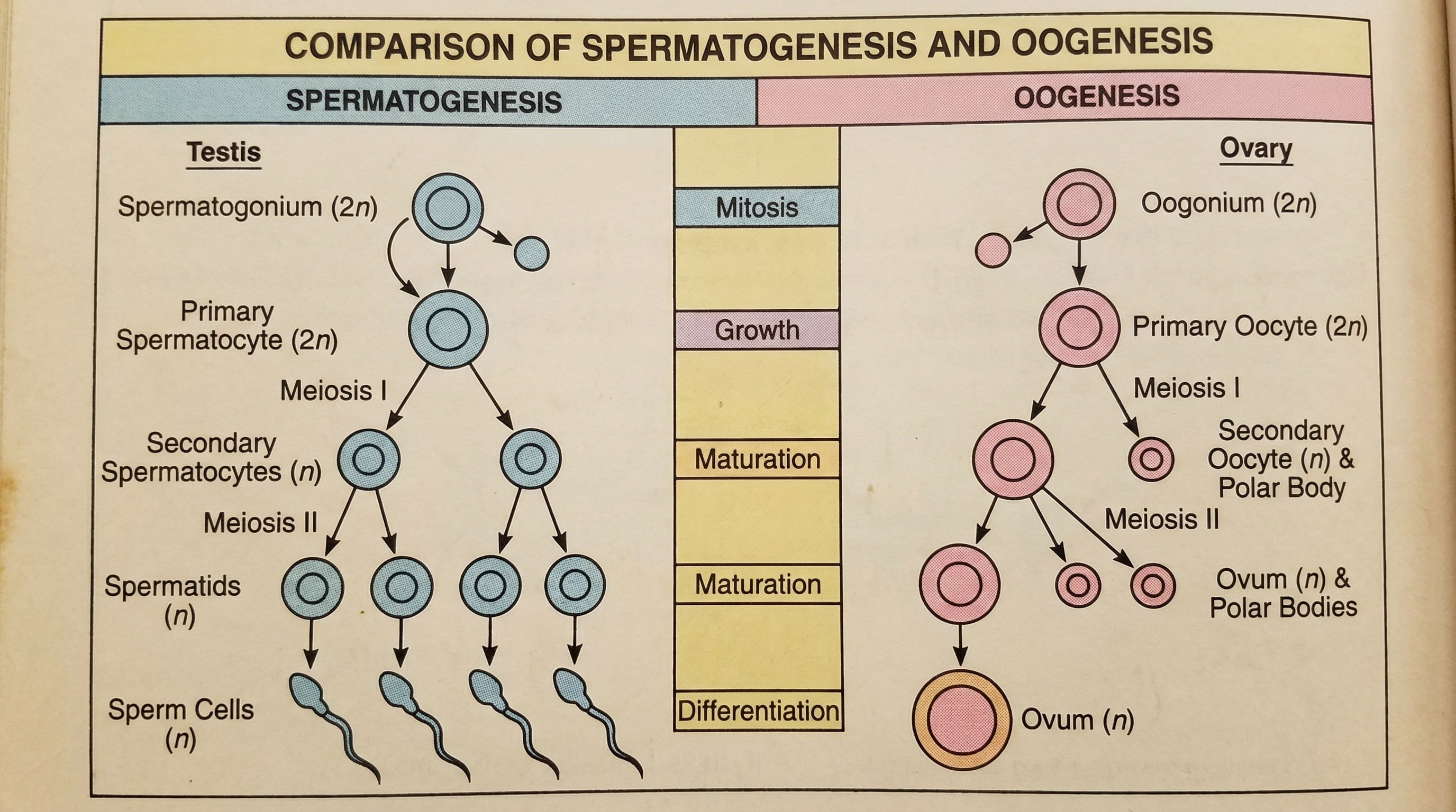 Spermatogenesis vs Oogenesis-Comparison diagram