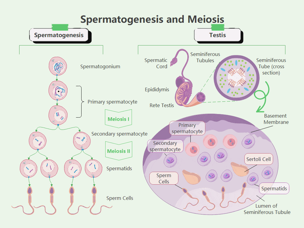 Process Of Spermatogenesis Sperm Formation Stages Diagram Guide