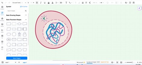Spermatogenesis-Stages illustration