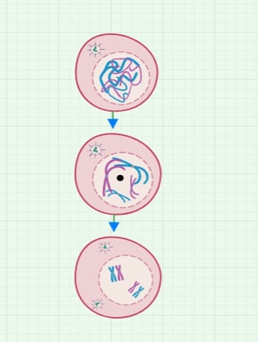 Spermatogenesis-Stages illustration