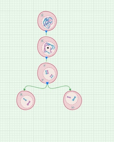 Spermatogenesis-Stages illustration