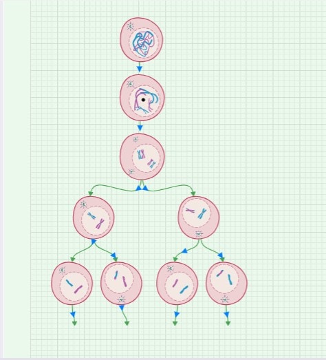 Spermatogenesis-Stages illustration